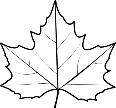 Plane tree leaf with no color. Autumn tree leaf. Platanus leaf drawing isolated. White background