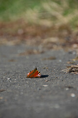 Tagpfauenauge beim Sonnenbaden auf grauem Grund, Bokeh. Peacock butterfly sunbathing on a gray background, bokeh.