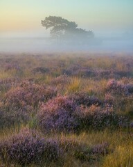 Naklejka premium Tree in fog with purple heather in front at sunrise