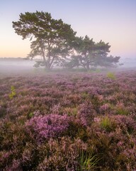 Naklejka premium Tree in fog with purple heather in front at sunrise