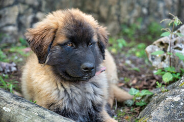 A cuddly Serra da Estrela puppy with soft, fluffy fur lies in the grass, its dark eyes looking...