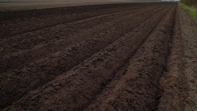 Prepared Land For Planting Potatoes
