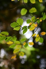 Vertical shot of the green and yellow leaves on the tree branch with trees on the blurred background