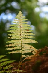 Vertical shot of the green leaves of a Fern with trees on the blurred background