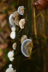 Closeup shot of the mushrooms grown in the forest on the blurred background during the autumn season
