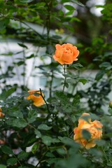 Vertical shot of beautiful roses in a garden