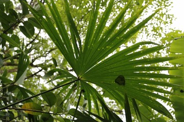 Obraz na płótnie Canvas Palm leaf in the jungle of Costa Rica