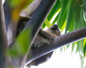 Sloth sleeping chilling on a palm tree © Pura Vida Studio/Wirestock Creators