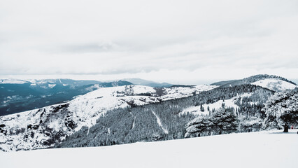 Obraz premium OLYMPUS DIGITAL CAMERA