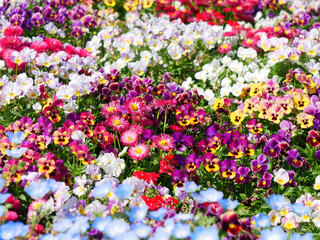 日本、春のお花畑