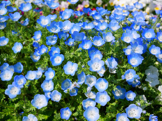 日本、春のネモフィラ畑