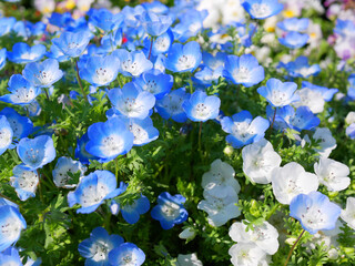 日本、春のネモフィラ畑