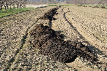 piles of cow manure on the field to fertilize the field territory,