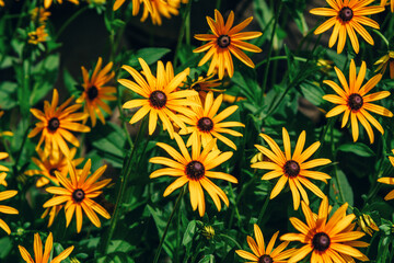 Beautiful blooming Rudbeckia hirta, commonly called black-eyed Susan - yellow flowers growing in the garden