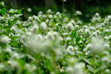 close up of weeds. alternanthera philoxeroides is Alligator weeds grow as wild shrubs on the ground. This image is suitable for background or wallpaper. macro photography. wild grass flowers.