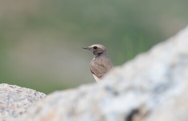 
Red-tailed Wheatear (Oenanthe xanthoprymna) is a rare species in southern Turkey. It is a rare species in Asian and European countries.