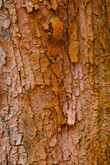 cracked surface texture of the large pine bark, exposed to sunlight. the surface is peeled off because this tree is old. suitable for background or wallpaper.