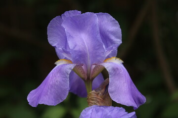 Purple bearded iris