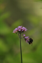Verbena bonariensis