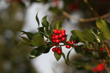 Fototapeta premium Holly with berries