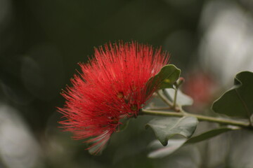 red brush flower