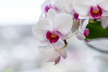 Phalaenopsis orchid close-up. White with pink center orchid flower. Moth orchid