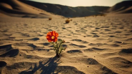 Foto op Aluminium Single flower in the middle of a desert © Dave