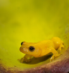 frog on leaf