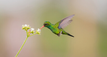 hummingbird on flower