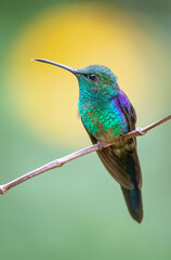 Long-tailed Woodnymph