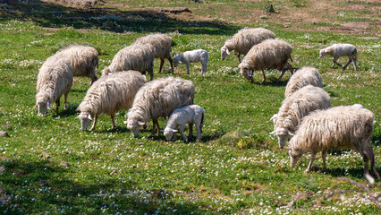 Sheep grazing on the pastures of Sardinia, italy © waupee