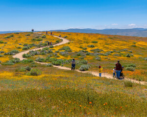 April 14, 2023, Lancaster, CA, USA: Visitors walk the trails at the Antelope Valley California Poppy Reserve in Lancaster, CA.