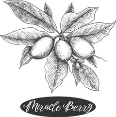 Miracle berry branch engraving