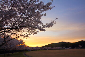 Naklejka na ściany i meble 夕日に映える美しい桜