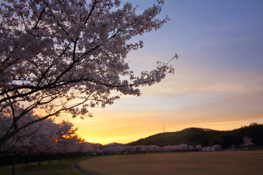 夕日に映える美しい桜 © SA