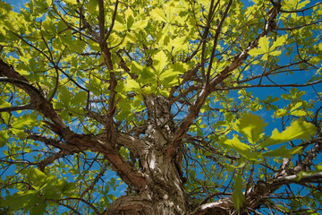 Blue sky in spring showing through the canopy of oak tree with textured bark.