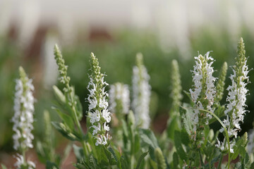 White salvia/sage (Salvia sp) growing in Rock Hill, SC with bokeh in background.