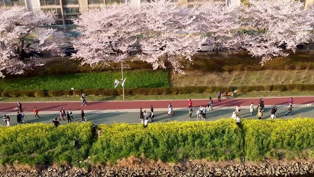 Yuchae Canola Flower Blooming in Oncheoncheon Stream, Busan, South Korea, Asia.