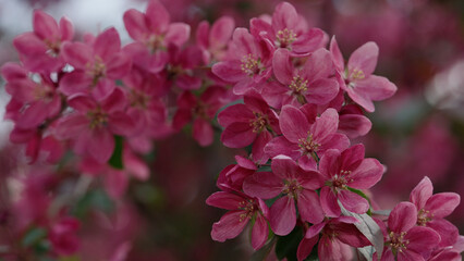 Spring purple apple flowers closeup shot