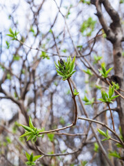 lilac buds on a lilac tree branch