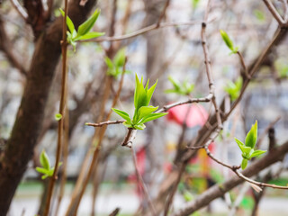 young green leaves and buds on the tree branches in a city park