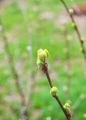 young green leaves and buds on the tree branches in a city park