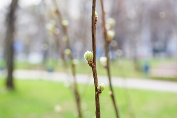 young green leaves and buds on the tree branches in a city park