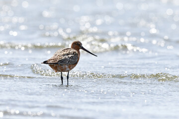 春に干潟や浜辺に訪れる長い嘴と長い足が特徴のエレガントなオオソリハシシギ