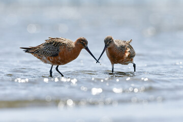 春に干潟や浜辺に訪れる長い嘴と長い足が特徴のエレガントなオオソリハシシギ