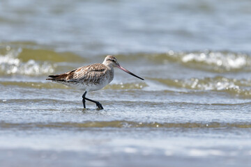 春に干潟や浜辺に訪れる長い嘴と長い足が特徴のエレガントなオオソリハシシギ