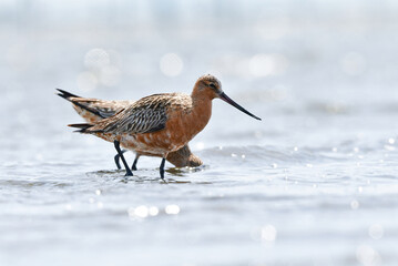 春に干潟や浜辺に訪れる長い嘴と長い足が特徴のエレガントなオオソリハシシギ