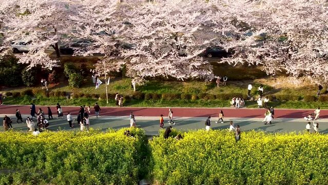 Yuchae Canola Flower Blooming in Oncheoncheon Stream, Busan, South Korea, Asia.