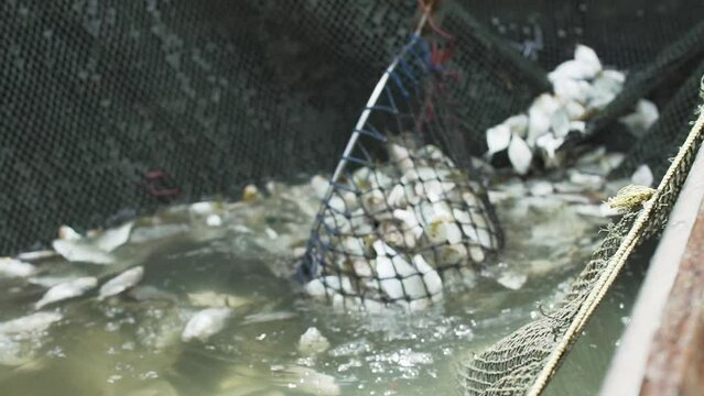 fisherman is using a swing to scoop sea fish from the net.