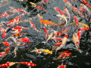 Golden carps and koi fishes in the pond